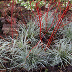 Carex morrowii "Everest" - Gradina Noastra