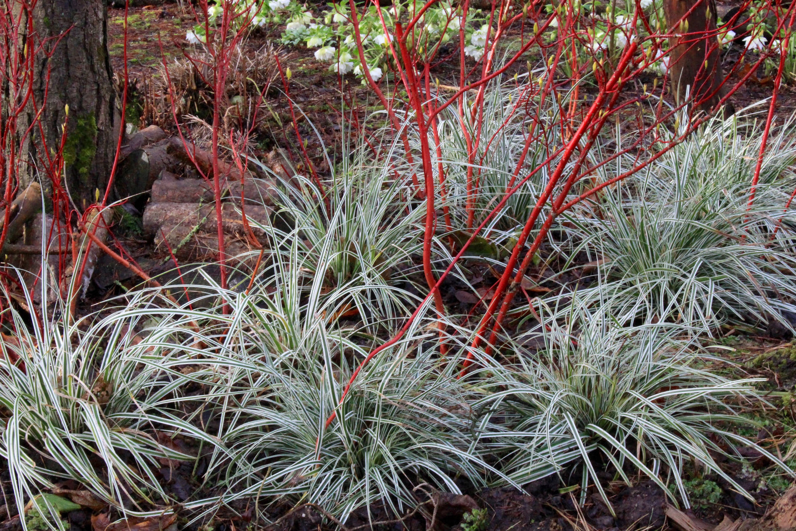 Carex morrowii "Everest" - Gradina Noastra