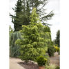 Cedru de Himalaya  "Kelly Gold" 2.50 - 3.00 m / Cedrus deodara "Kelly Gold" /