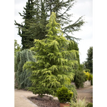 Cedru de Himalaya  "Kelly Gold" 2.50 - 3.00 m / Cedrus deodara "Kelly Gold" /