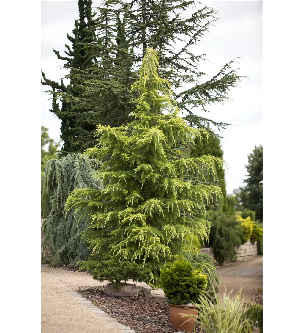 Cedru de Himalaya  "Kelly Gold" 2.50 - 3.00 m / Cedrus deodara "Kelly Gold" /