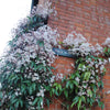Clematis armandii