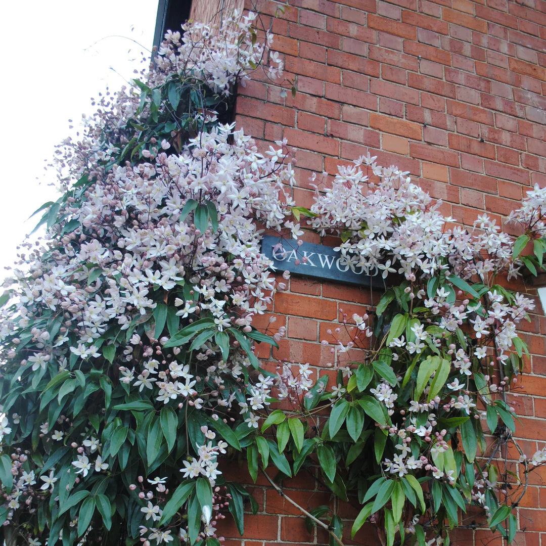 Clematis armandii