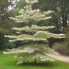 Corn alb "Variegata" 1.00 - 1.20 m /Cornus controversa "Variegata"/ gradina-noastra
