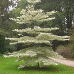Corn alb "Variegata" 1.00 - 1.20 m /Cornus controversa "Variegata"/ gradina-noastra