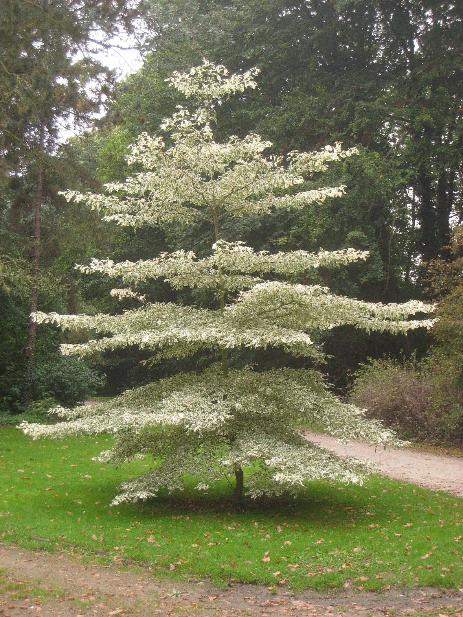 Corn alb "Variegata" 1.00 - 1.20 m /Cornus controversa "Variegata"/ gradina-noastra