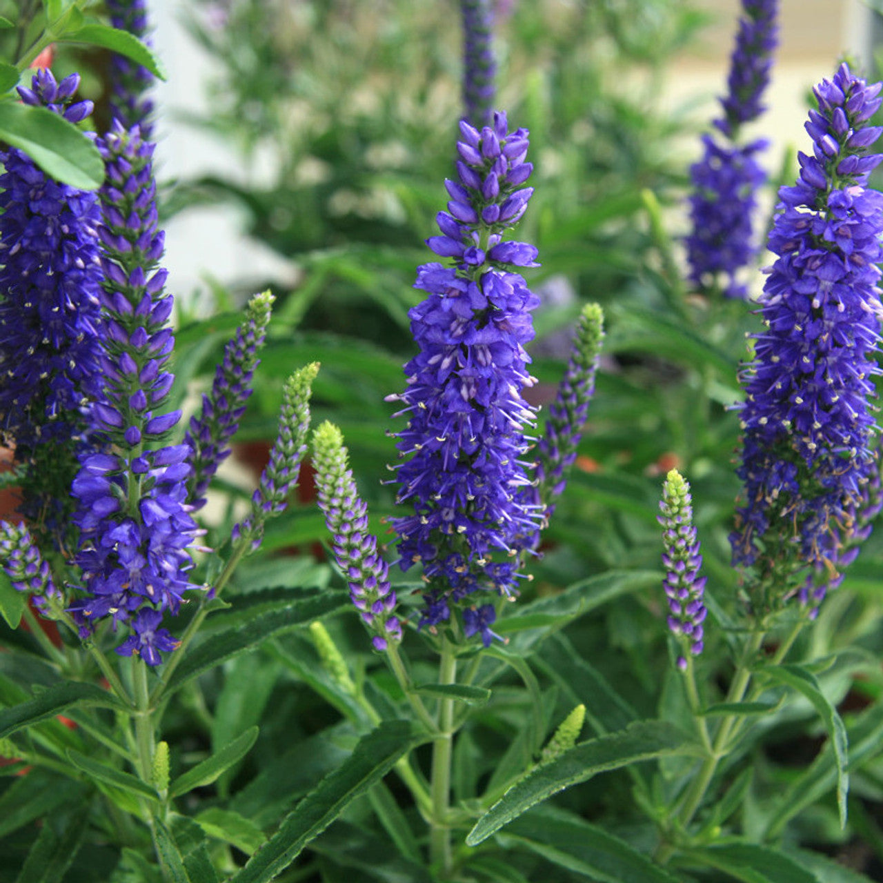 Veronica "Blue Indigo" 0.10 - 0.20 m