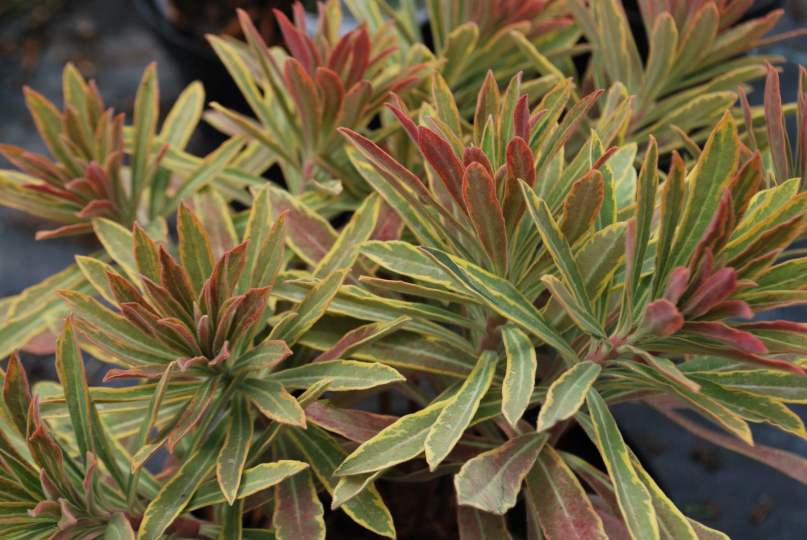Euphorbia "Ascot Rainbow"