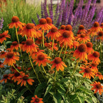 Echinacea purpurea "Lakota Orange" - Gradina Noastra