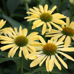 Echinacea purpurea 'Sunrise'  0.20 - 0.40 m