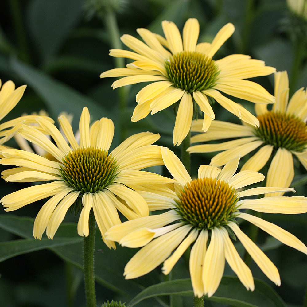 Echinacea purpurea 'Sunrise'  0.20 - 0.40 m