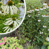 Echinacea purpurea 'Alba'  0.20 - 0.40 m