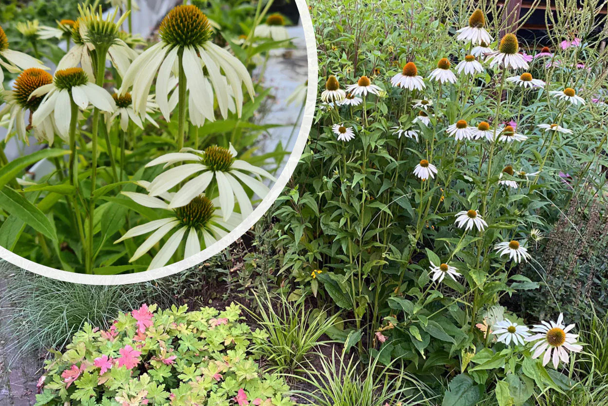 Echinacea purpurea 'Alba'  0.20 - 0.40 m