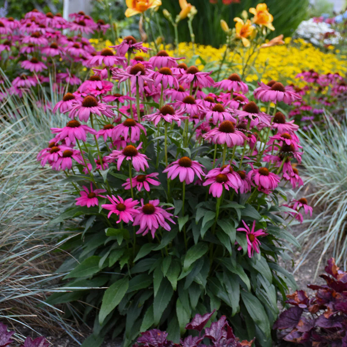 Echinacea purp. "Purple Emperor" 0.20 - 0.40 m