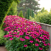 Echinacea purpurea "Powwow Wild Berry" - Gradina Noastra