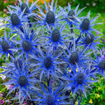 Eryngium "Big Blue"