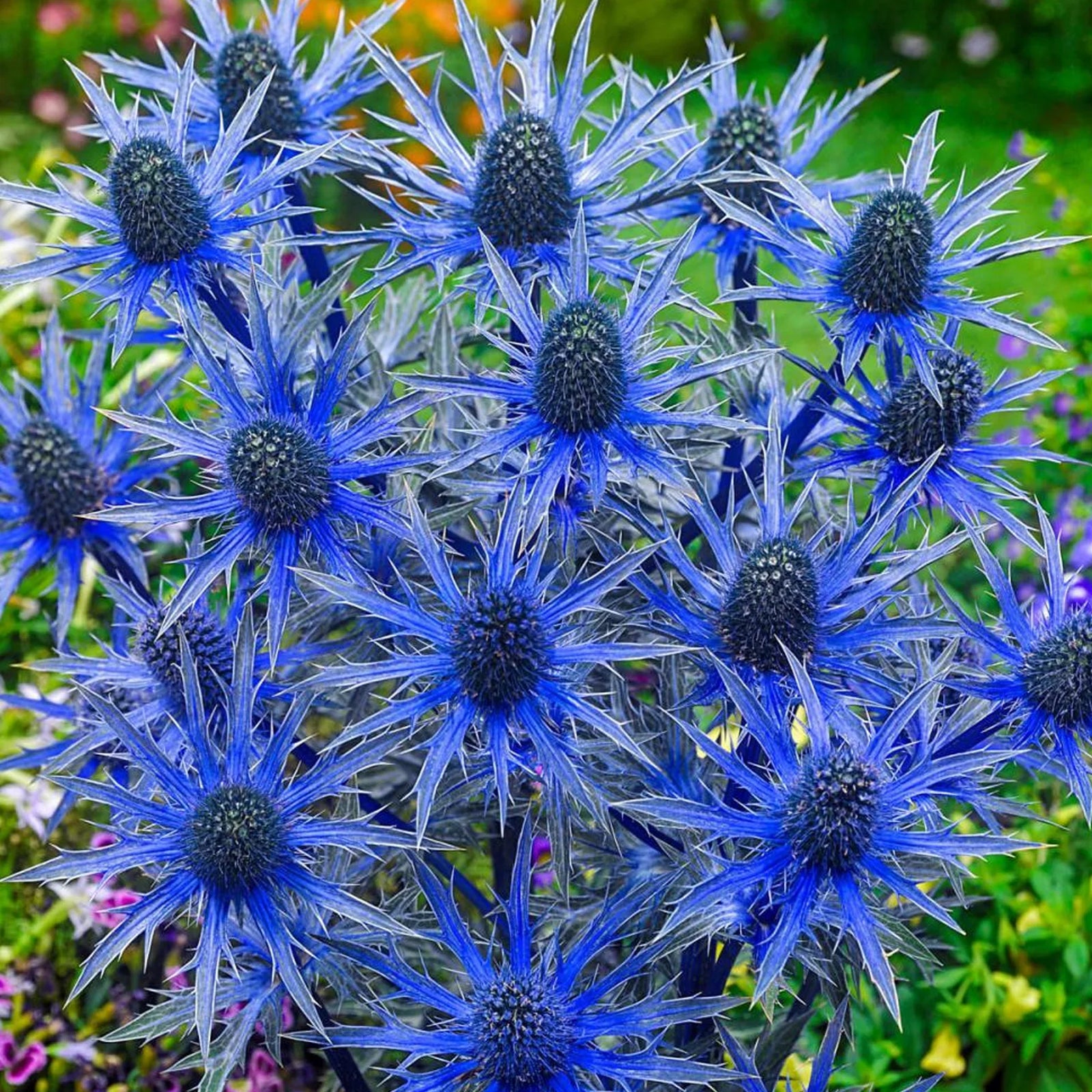 Eryngium "Big Blue"