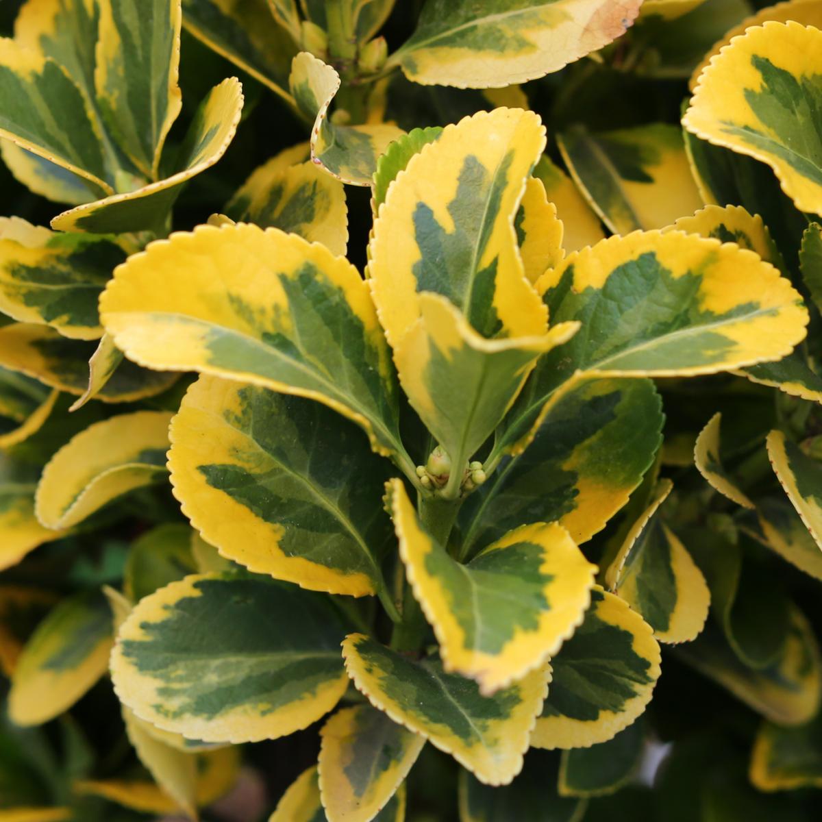 Salba japoneza " Elegant Aureus " multitulpinala / Euonymus jap. "Elegant Aureus"/ by gradina-noastra