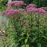 Eupatorium maculatum "Baby Joe"