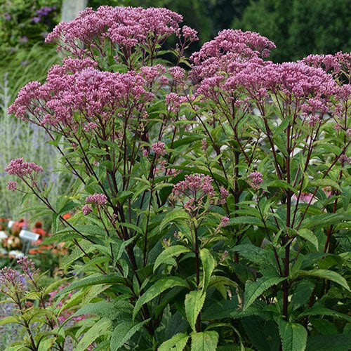 Eupatorium maculatum "Baby Joe"