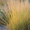 Molinia caerulea "Moorhexe" 0.10 - 0.20 m