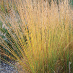 Molinia caerulea "Moorhexe" 0.10 - 0.20 m