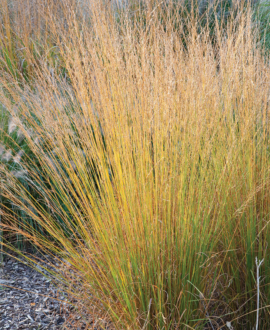 Molinia caerulea "Moorhexe" 0.10 - 0.20 m