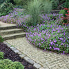 Geranium "Rozanne"