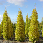 Arborele pagodelor "Eiffel" 1.50 - 1.75 m / Ginko biloba "Eiffel" /