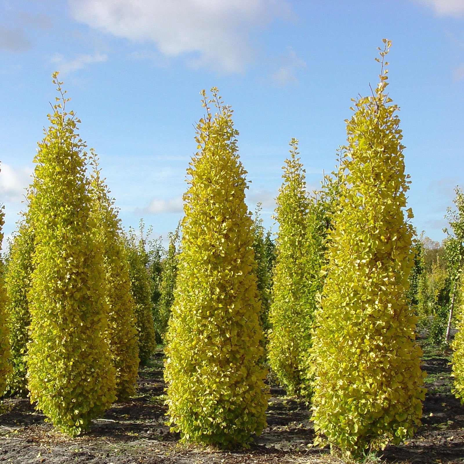 Arborele pagodelor "Eiffel" 1.50 - 1.75 m / Ginko biloba "Eiffel" /