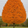 Carpen "Orange Retz" arbore / Carpinus betulus "Orange Retz"/ - Gradina Noastra