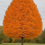 Carpen "Orange Retz" arbore / Carpinus betulus "Orange Retz"/ - Gradina Noastra