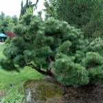 Pin japonez negru "Thunderhead" / Pinus thunbergii  "Thunderhead" /