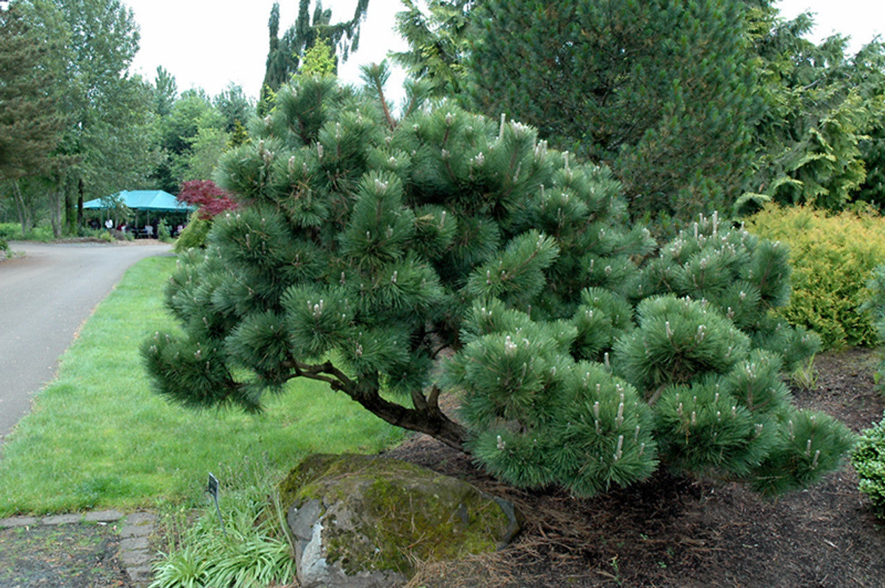 Pin japonez negru "Thunderhead" / Pinus thunbergii  "Thunderhead" /