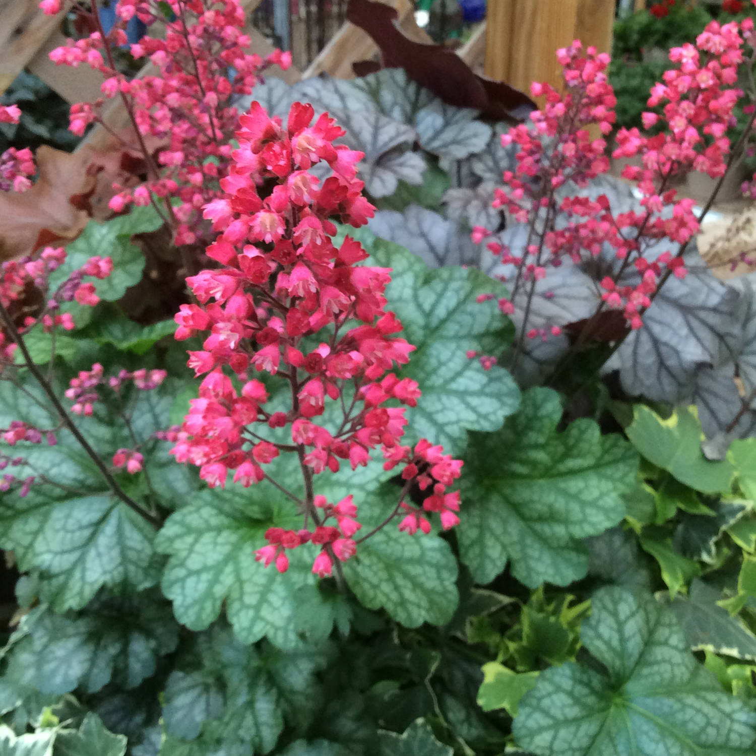 Heuchera "Paris"  0.10 - 0.20 m