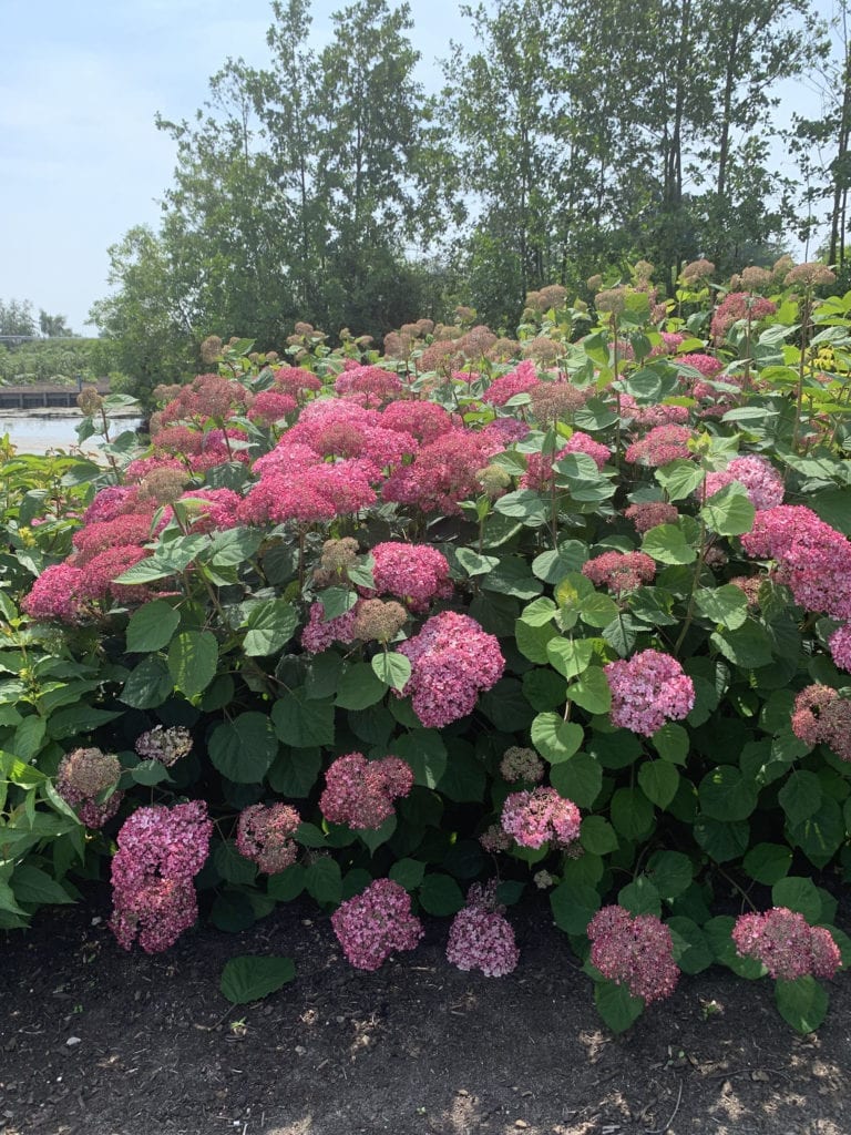 Hortensia "Pink Annabelle" 0.20 - 0.30 m / Hydrangea arborescens "Pink Annabelle"/ by gradina-noastra