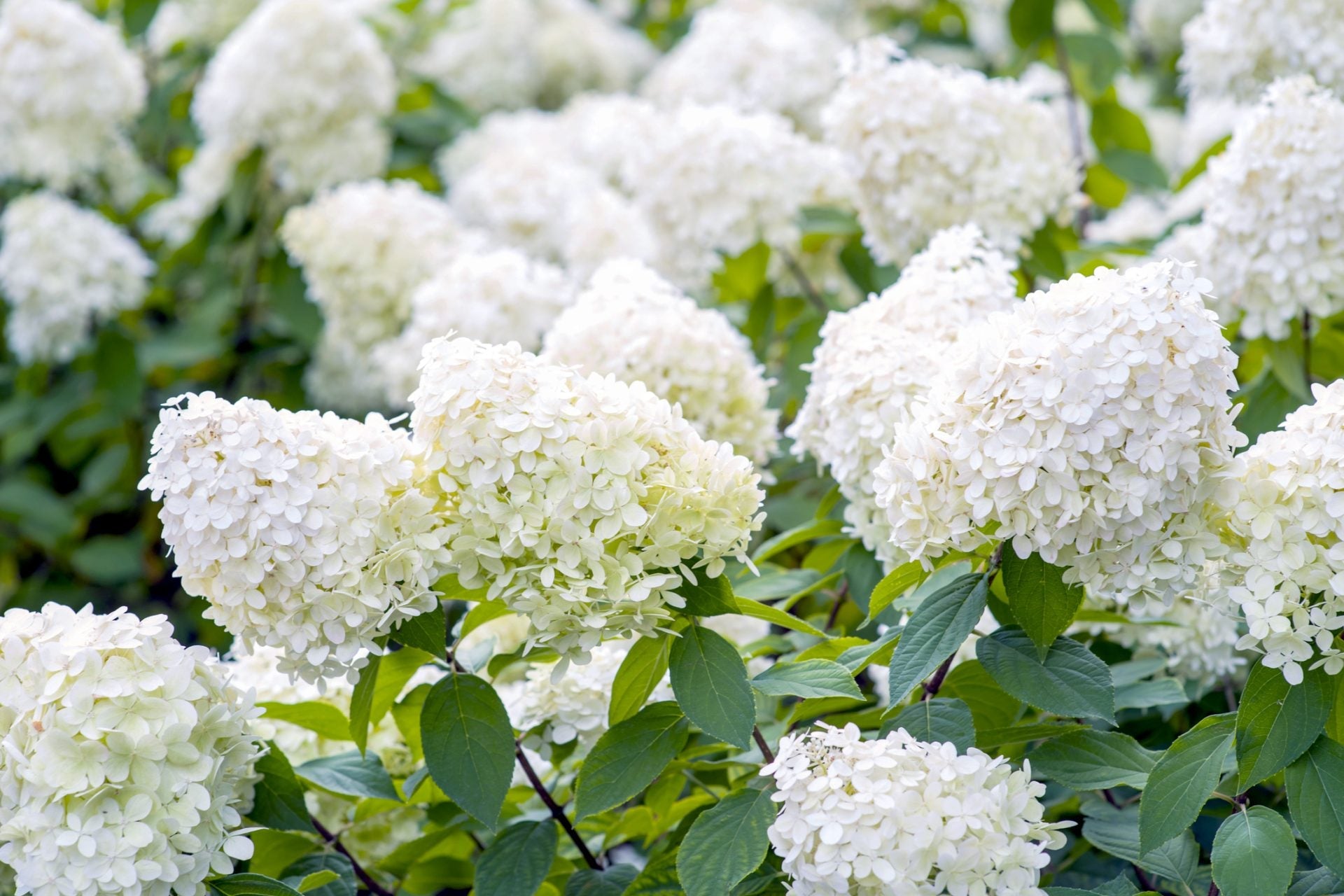 Hortensia paniculata "Grandiflora" înflorită, ideală pentru grădini, de la [Numele magazinului].