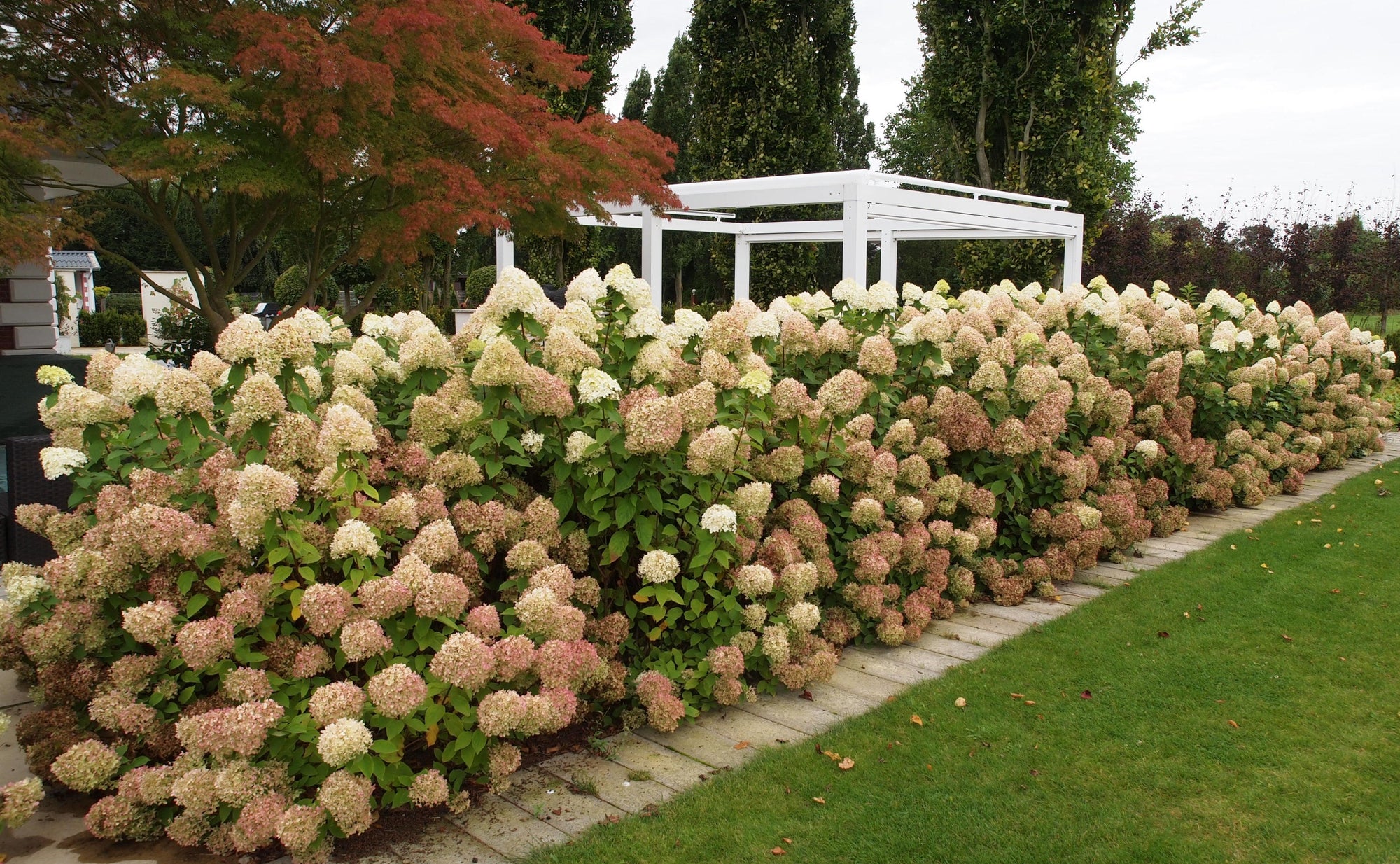 Hortensia paniculata 'Limelight' / Hydrangea paniculata 'Limelight'/
