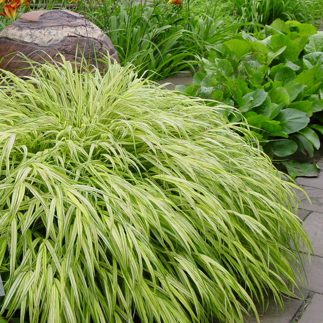 Hakonechloa macra "Stripe it Rich" 0.20 - 0.30 m /Hakonechloa macra "Stripe It Rich" /