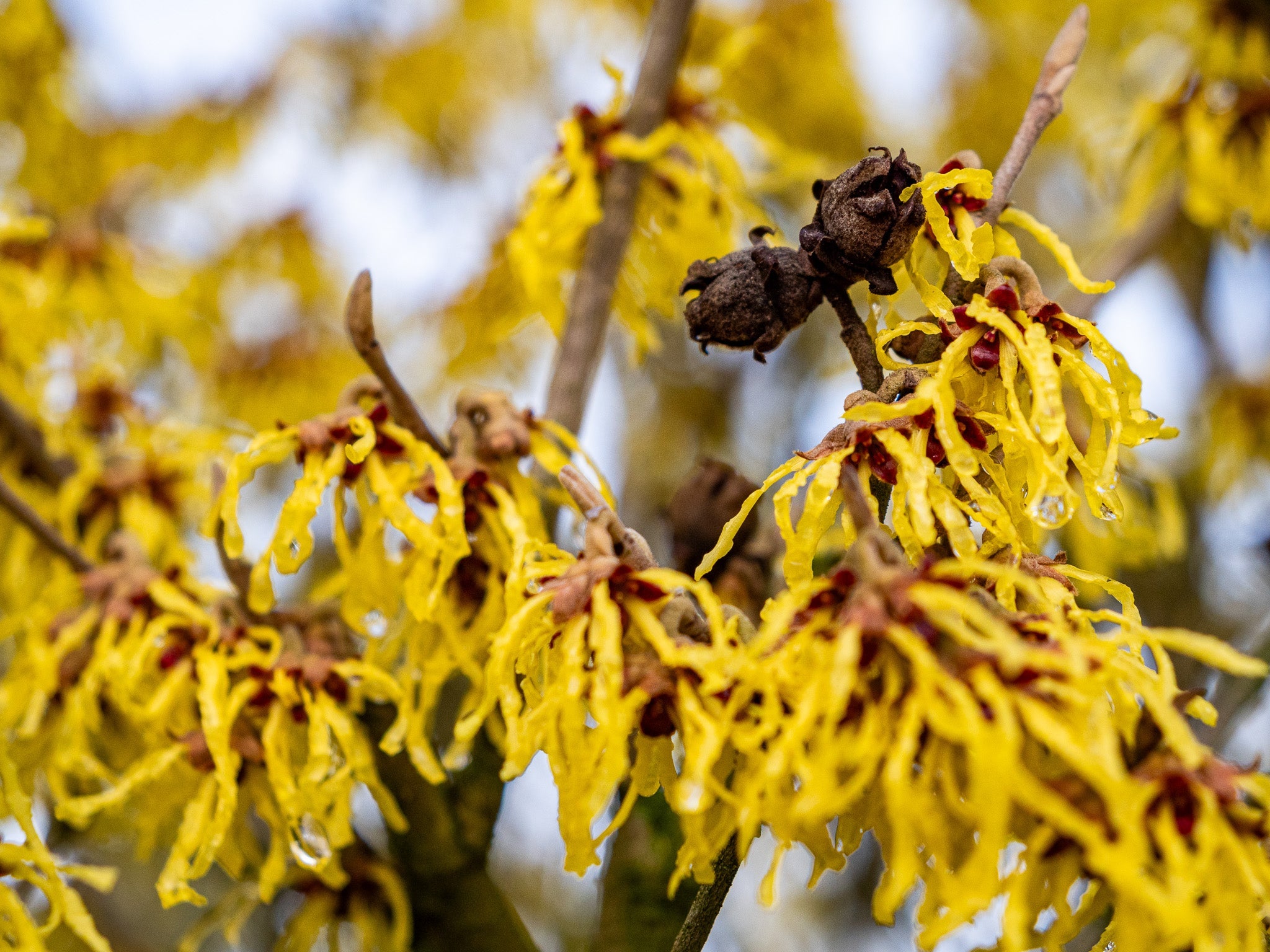 Nucul vrajitoarelor "Arnold Promise" / Hamamelis x intermedia"Arnold Promise"/