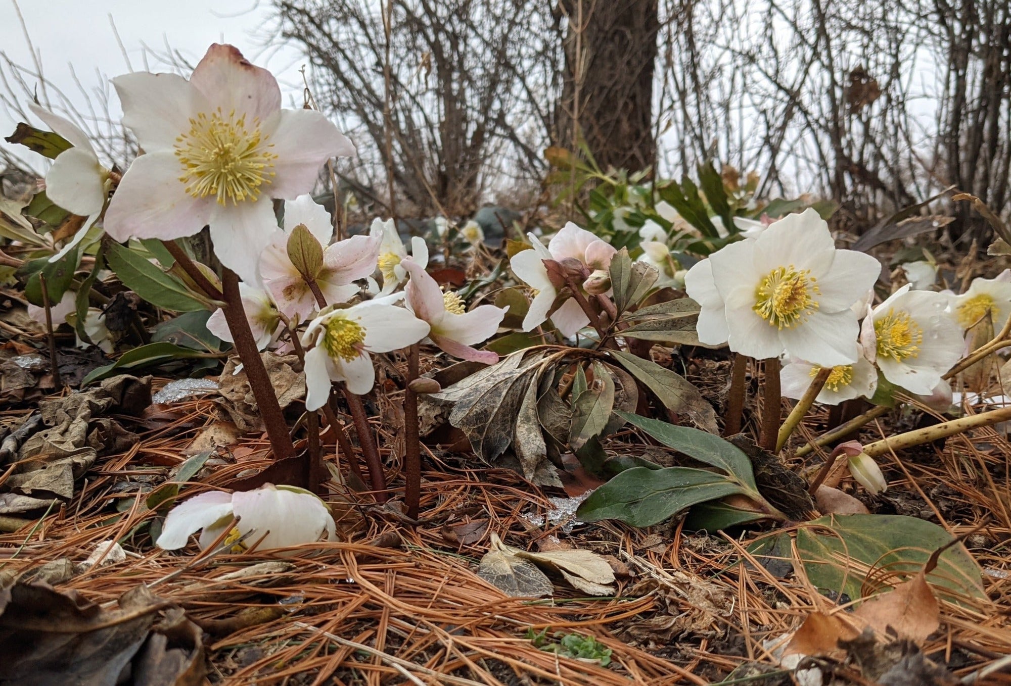 Spanz / Helleborus niger / - Gradina Noastra
