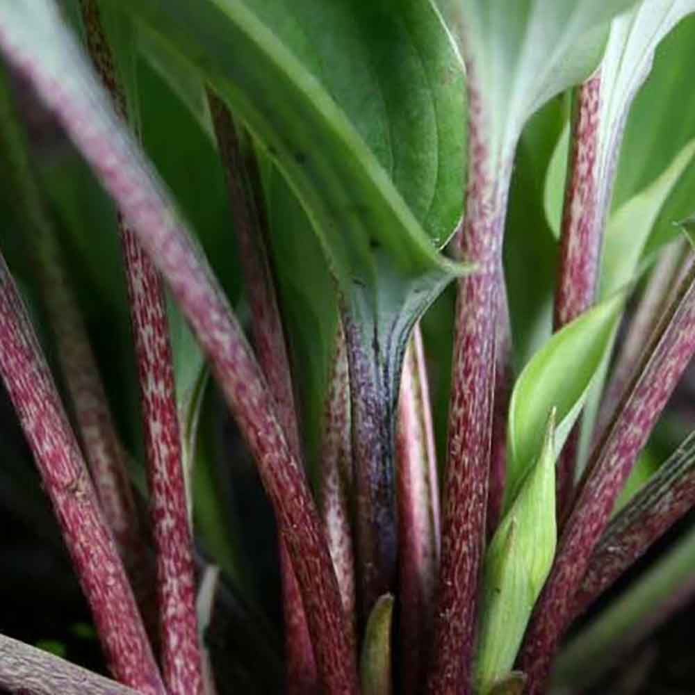 Crin de toamna "Red Cadet" / Hosta "Red Cadet" - Gradina Noastra