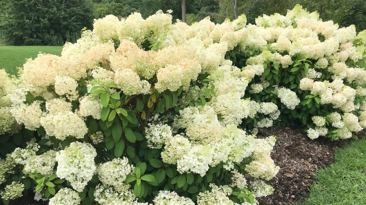 Hortensia paniculata "Fire Light Tiny Bit" / hydrangea paniculata "Fire Light Tiny Bit" / - Gradina Noastra