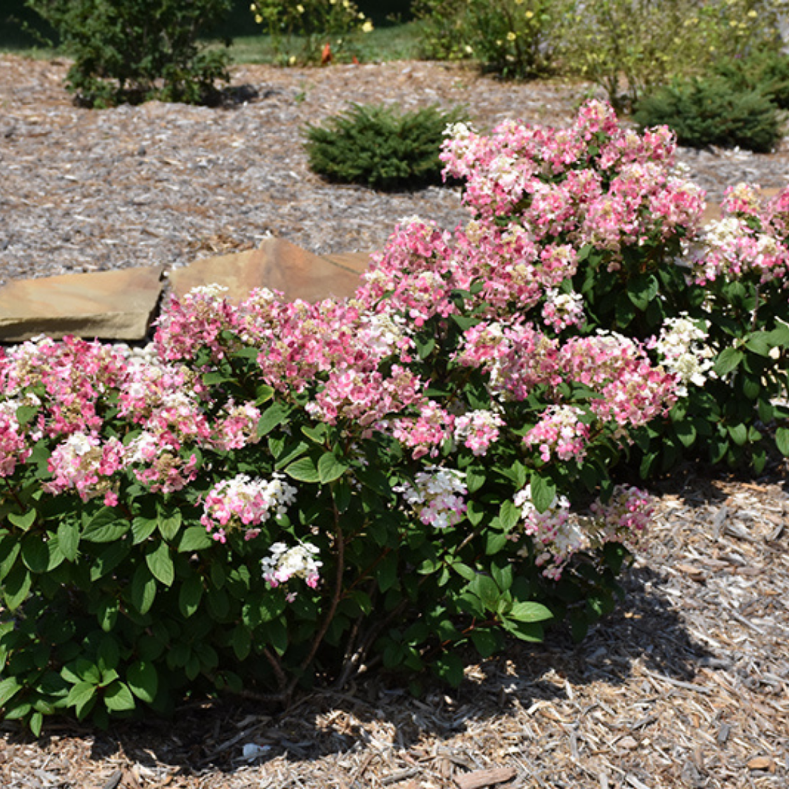 Hortensia paniculata "Little Quick Fire" / hydrangea paniculata "Little Quick Fire" / by gradina-noastra