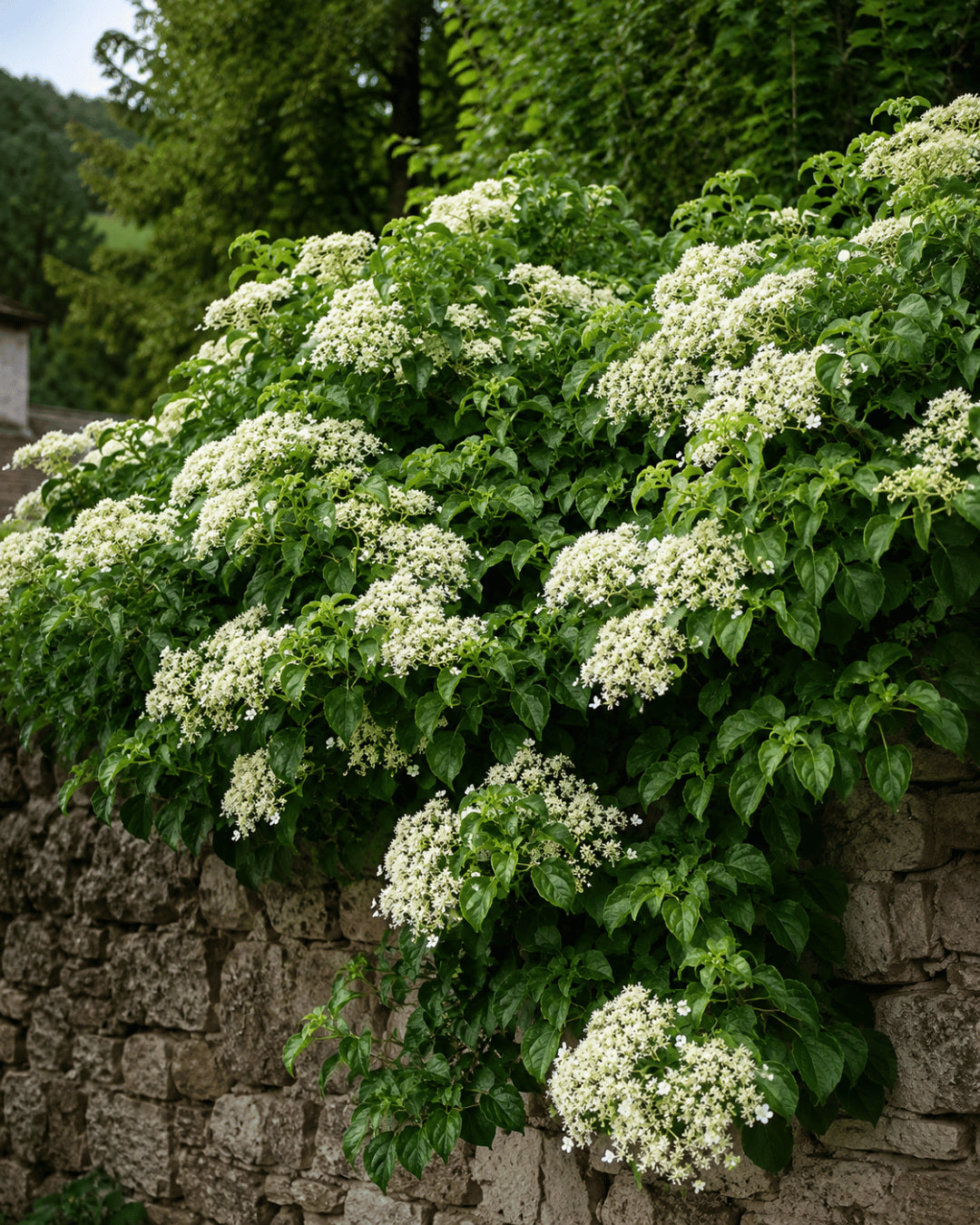 Hortensia cățărătoare 1.00 - 1.30 m  Hydrangea petiolaris