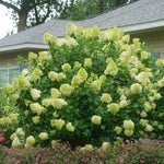 Hortensia paniculata 'Limelight' / Hydrangea paniculata 'Limelight'/