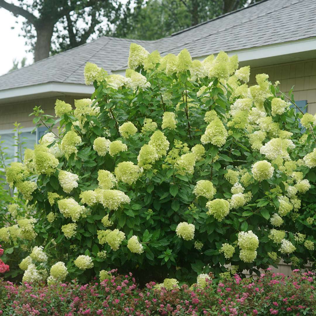 Hortensia paniculata 'Limelight' / Hydrangea paniculata 'Limelight'/