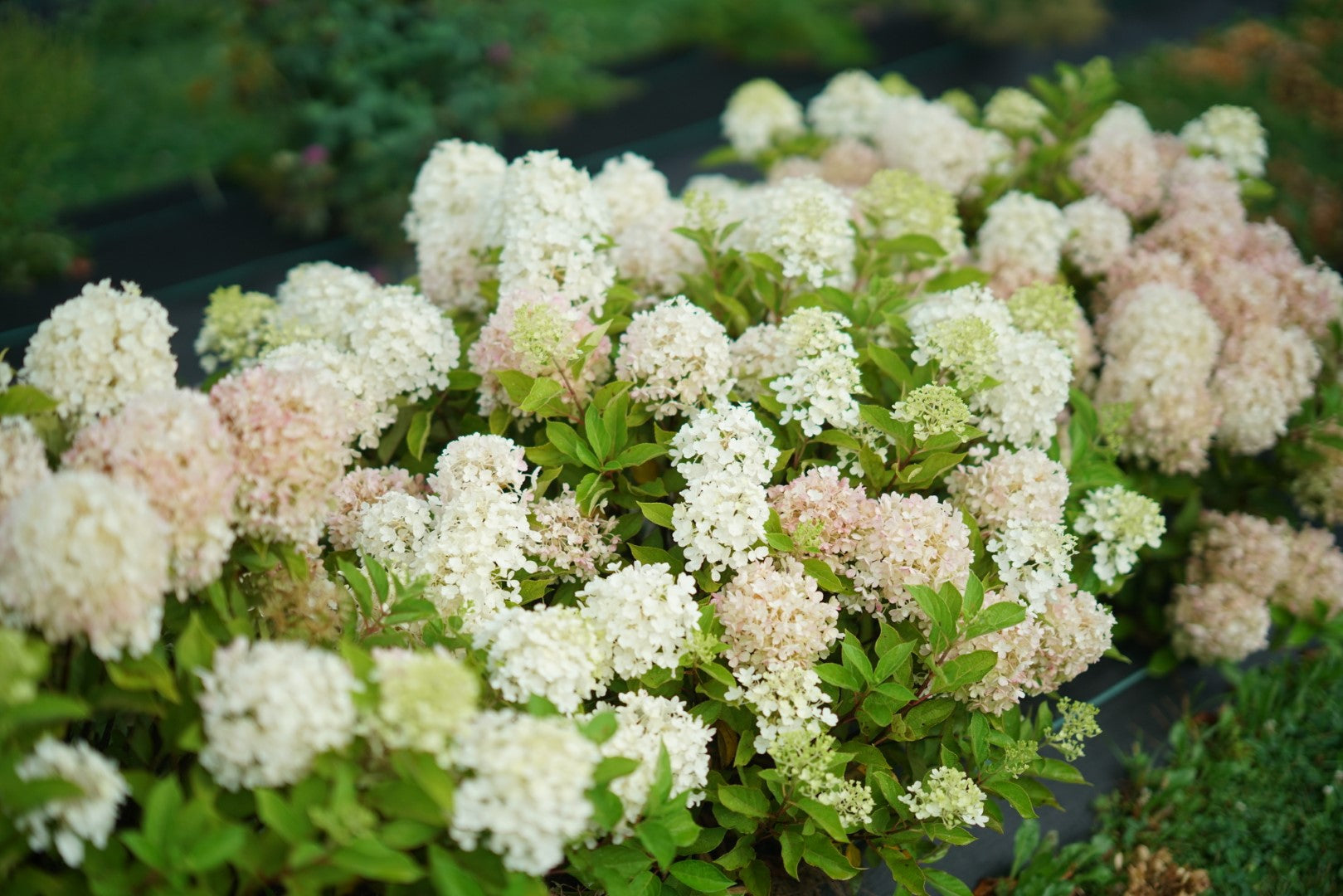 Hortensia paniculata "Fire Light Tiny Bit" / hydrangea paniculata "Fire Light Tiny Bit" / by gradina-noastra