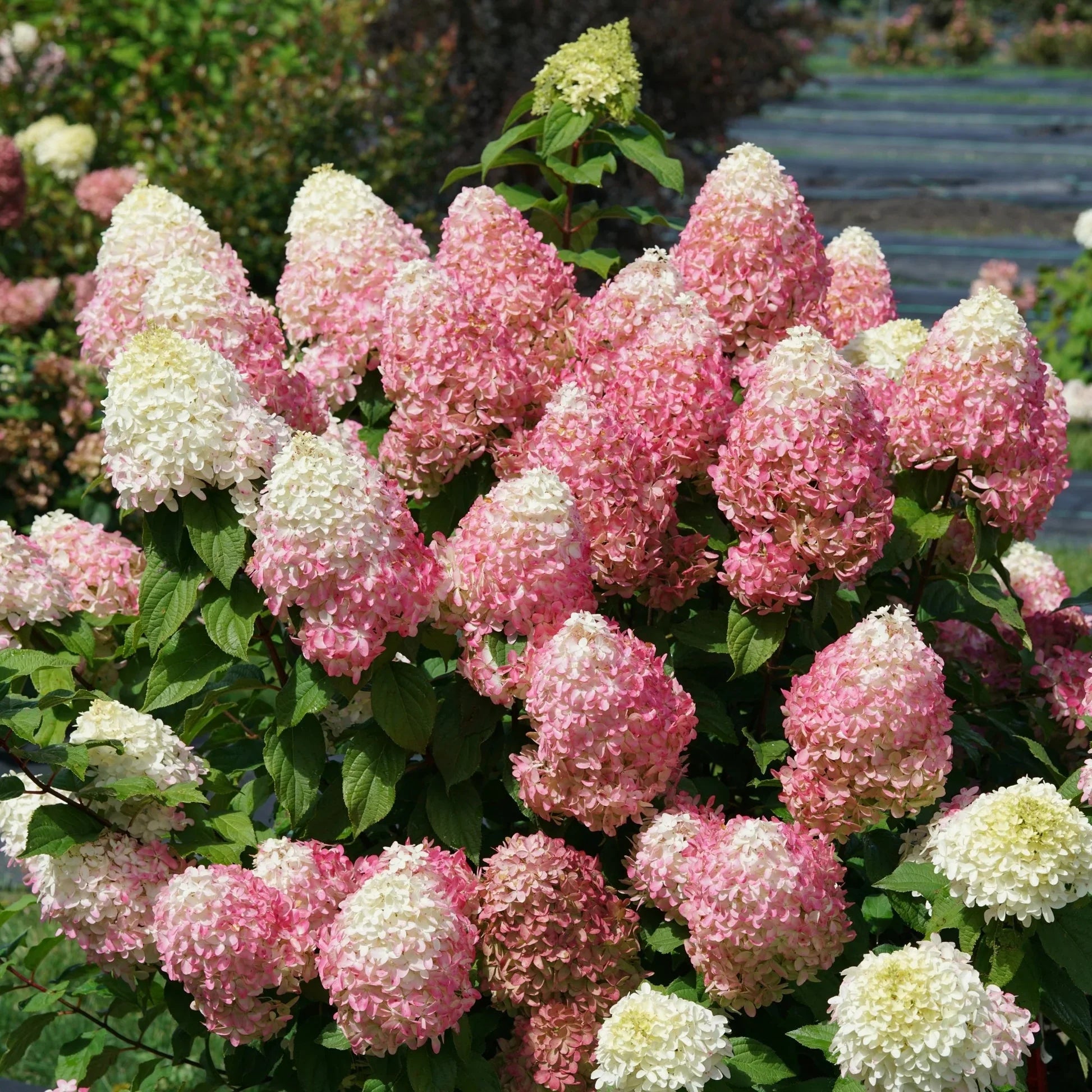 Hortensia paniculata "Quick Fire Fab"/ Hydrangea paniculata "Quick Fire Fab"/ by gradina-noastra