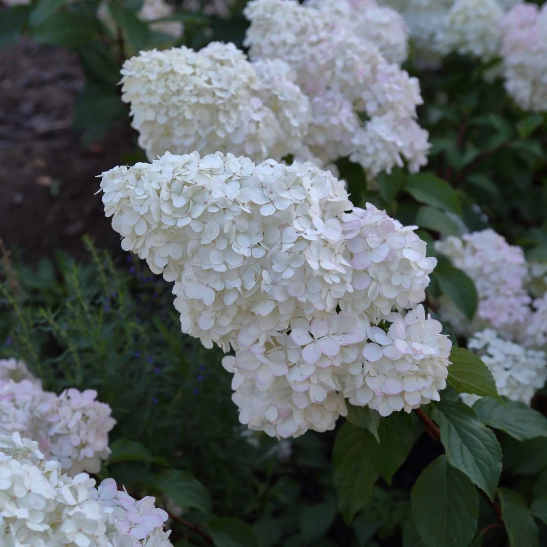 Hortensia paniculata "Bobo" are flori mari, elegante, ideale pentru grădini și terase, aducând un strop de culoare.